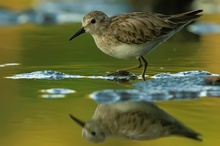 Wiesenstrandlaeufer (Calidris minutilla)