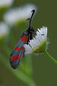 Blutströpfchen im Margeritenland