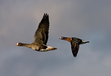 Rothalsgans mit Blessgans