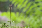 Kleines Zweiblatt (Neottia cordata)...