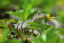 Schwarzleguan (Ctenosaura similis)