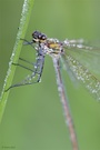 Prachtlibelle in frischem grün....