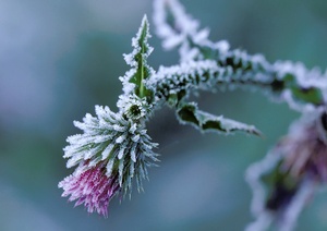 Frostdistelblüte