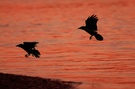 Krähen im Abendlicht