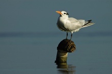 Koenigsseeschwalbe (Sterna maxima)