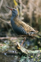 Wasserralle (Rallus aquaticus)