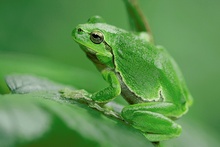 Europäischer Laubfrosch...