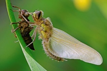 frisch geschlüpfte Vierflecklibelle