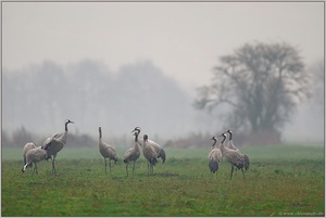 in der Moorniederung... Graue Kraniche *Grus grus*