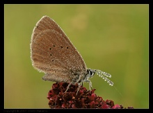 3577 Wassertröpfchen