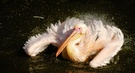 Pelikan