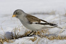 Schneesperling (Montifringilla nivalis)