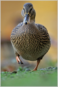 "nur ?" eine Stockente