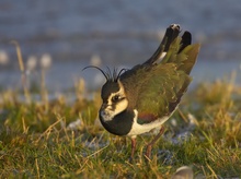 Kiebitz (Vanellus vanellus)