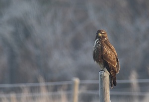 Mäusebussard