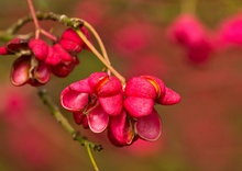 Farbe des Herbstes...