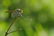 Lachende Libelle