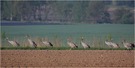 Goldsucher
