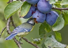 Sommererinnerung: Blaumeise...