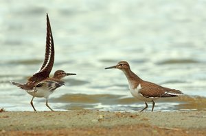 Stop, hier ist mein Revier!