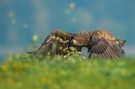 Juveniler Seeadler im Tiefflug
