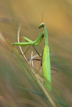 Mantis