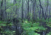 Bruchwald im Herbst