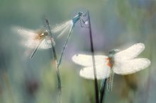 3 Libellen im Morgentau