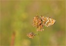 Im goldenen Licht