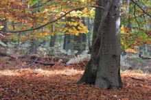 Buchenfrühherbst