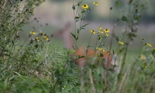 Yellow Flowers