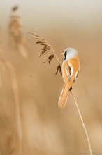 Bartmeise (Panurus biarmicus)