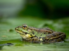 Teichfrosch auf der Augenhöhe 2