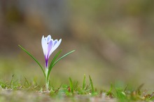 Italienischer Krokus