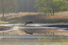 Wolf überspringt einen Teich bei der Verfolgung eines Rottieres mit Kalb.
