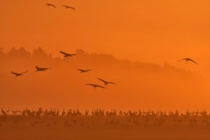 Noch mal ein Kranichbild