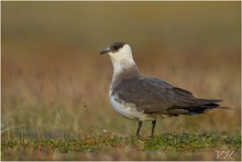 ~ Schmarotzerraubmöwe (Stercorarius parasiticus) ~