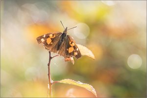 ~ Zürgelbaumfalter ~