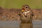 Grauammer (Emberiza calandra)