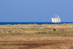 Ein Schiff, ein Hirsch und noch "vielmeer";-)...
