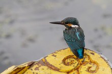 Zutraulicher Eisvogel im Kashmir