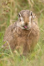 "...Herbst- Hase..."