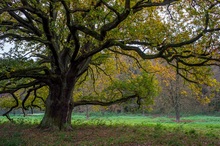 Herbsteiche