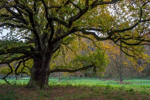 Herbsteiche