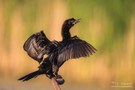 Drying Wings