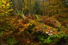 -Herbstwald-