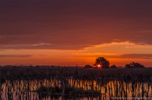 Sonnenaufgang im Moor