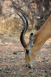 Schwarzfersenantilope