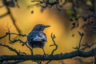 Herbst Amsel im gegen-Licht