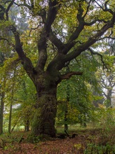 Eiche im Nieselregen